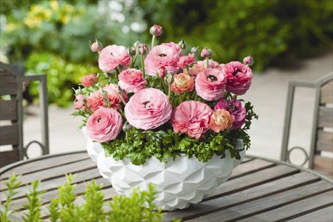 Photo de variété de fleurs à utiliser comme: Pot Ranunculus hybrida Riviera F1 Pink