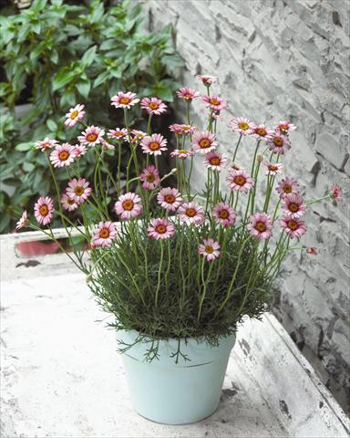 Photo de variété de fleurs à utiliser comme: Pot et Plante à massif Rhodanthemum hybrida Marakesh