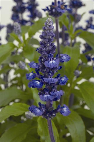 Photo de variété de fleurs à utiliser comme: Pot et Plante à massif Salvia farinacea Sallyfun Blue