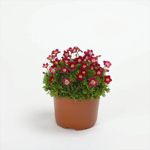 Photo de variété de fleurs à utiliser comme: Pot et Plante à massif Saxifraga x arendsii Rockies F1 Red