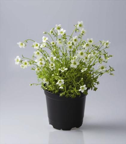 Photo de variété de fleurs à utiliser comme: Pot et Plante à massif Saxifraga x arendsii Rockies F1 White