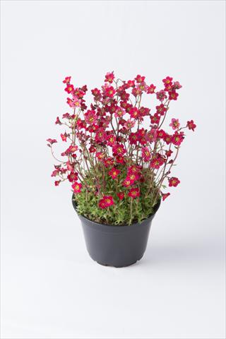Photo de variété de fleurs à utiliser comme: Pot et Plante à massif Saxifraga x arendsii Saxony Red