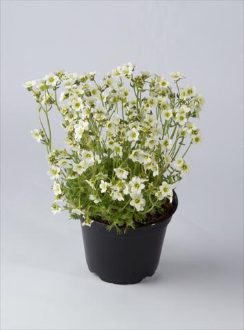 Photo de variété de fleurs à utiliser comme: Pot et Plante à massif Saxifraga x arendsii Saxony White