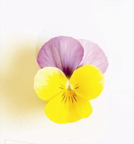 Photo de variété de fleurs à utiliser comme: Plante à massif, pot ou Suspension Viola cornuta Sorbet XP F1 Yellow Pink Jump Up