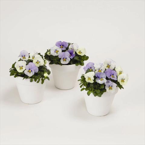 Photo de variété de fleurs à utiliser comme: Plante à massif, pot ou Suspension Viola cornuta Sorbet XP F1 YTT