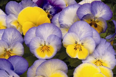 Photo de variété de fleurs à utiliser comme: Plante à massif, pot ou Suspension Viola wittrockiana Cool Wave F1 Blueberry Swirl