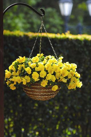 Photo de variété de fleurs à utiliser comme: Plante à massif, pot ou Suspension Viola wittrockiana Cool Wave F1 Golden Yellow