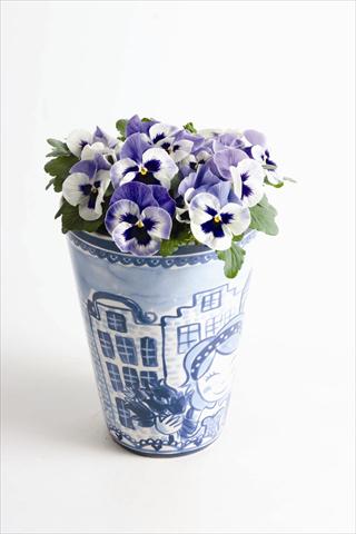 Photo de variété de fleurs à utiliser comme: Plante à massif, pot ou Suspension Viola wittrockiana Matrix™ F1 Delft Blue