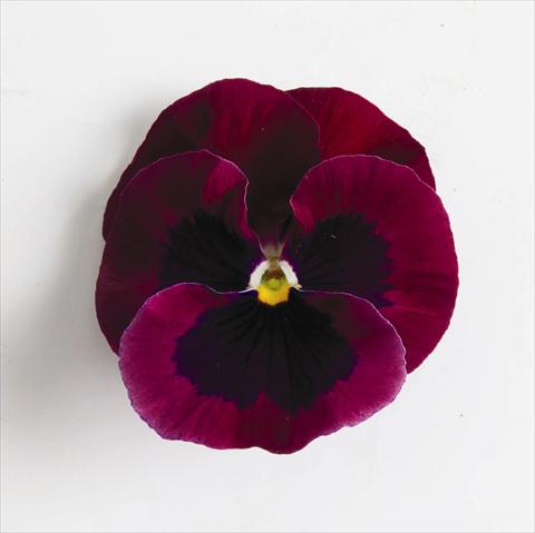 Photo de variété de fleurs à utiliser comme: Plante à massif, pot ou Suspension Viola wittrockiana Matrix™ F1 Rose Blotch
