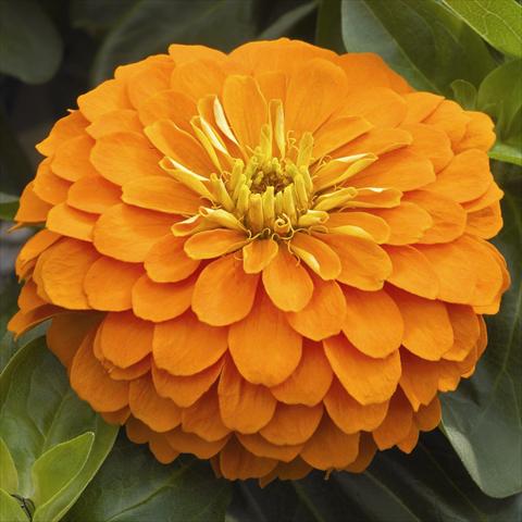Photo de variété de fleurs à utiliser comme: Pot et Plante à massif Zinnia angustifolia Zen Orange