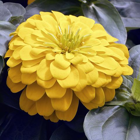 Photo de variété de fleurs à utiliser comme: Pot et Plante à massif Zinnia angustifolia Zinnia elegans Zen Yellow
