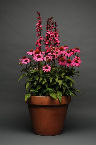 Photo de variété de fleurs à utiliser comme: Pot et Plante à massif 2 Combo Lobelia Echinacea MIX