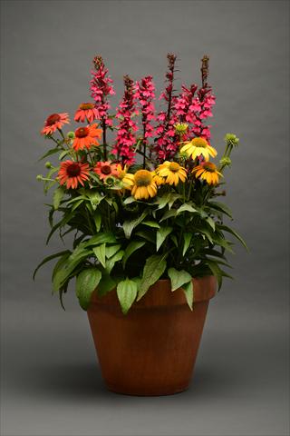 Photo de variété de fleurs à utiliser comme: Pot et Plante à massif 2 Combo Paris in springtime Lobelia Echinacea MIX