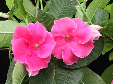 Photo de variété de fleurs à utiliser comme: Suspension / pot Dipladenia (Mandevilla) Pink Velvet