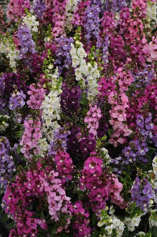 Photo de variété de fleurs à utiliser comme: Pot et Plante à massif Angelonia angustifolia Serenita Mix Improved