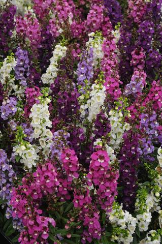 Photo de variété de fleurs à utiliser comme: Pot et Plante à massif Angelonia angustifolia Serenita Speciality Mix