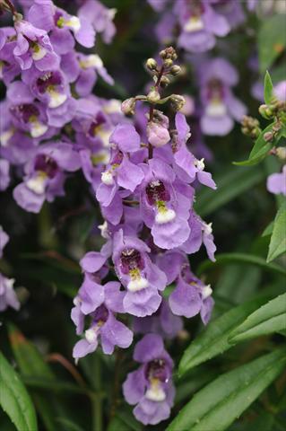 Photo de variété de fleurs à utiliser comme: Pot et Plante à massif Angelonia angustifolia Serenita Sky Blue