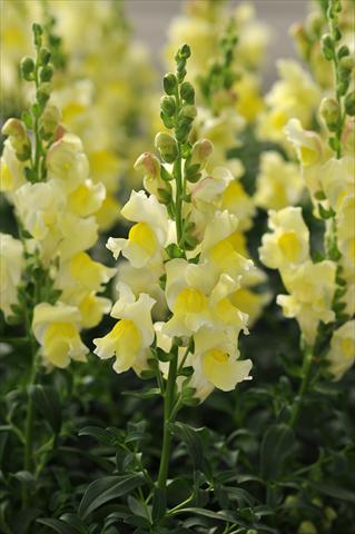 photo of flower to be used as: Pot and bedding Antirrhinum majus Jumpstart Yellow