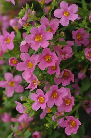 Photo de variété de fleurs à utiliser comme: Pot et Plante à massif Bacopa (Sutera cordata) Bacopa Exp Large Flower Pink