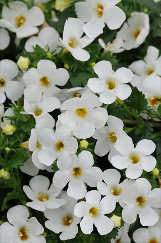 Photo de variété de fleurs à utiliser comme: Pot et Plante à massif Bacopa (Sutera cordata) Exp Large Flower White