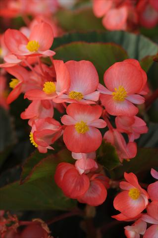 Photo de variété de fleurs à utiliser comme: Pot et Plante à massif Begonia hybrida Begonia Baby Wing Red and White Bicolor