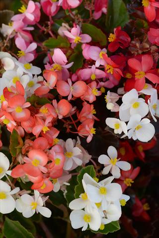 Photo de variété de fleurs à utiliser comme: Pot et Plante à massif Begonia hybrida BabyWing Mixture