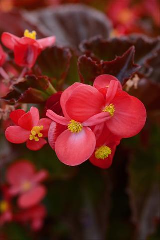 Photo de variété de fleurs à utiliser comme: Pot et Plante à massif Begonia hybrida BabyWing Red