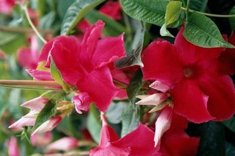 Photo de variété de fleurs à utiliser comme: Suspension / pot Dipladenia (Mandevilla) Red Velvet
