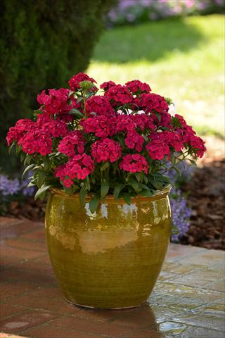 Photo de variété de fleurs à utiliser comme: Pot et Plante à massif Dianthus interspec. Jolt Cherry