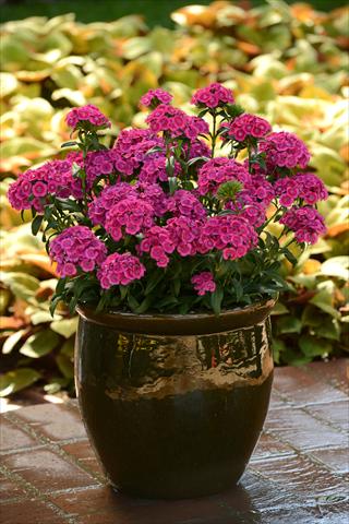 Photo de variété de fleurs à utiliser comme: Pot et Plante à massif Dianthus interspec. Jolt Pink
