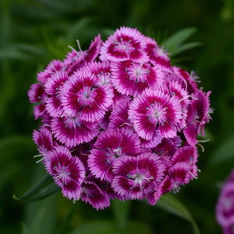 Photo de variété de fleurs à utiliser comme: Pot et Plante à massif Dianthus barbatus Sweet Magenta Bicolor