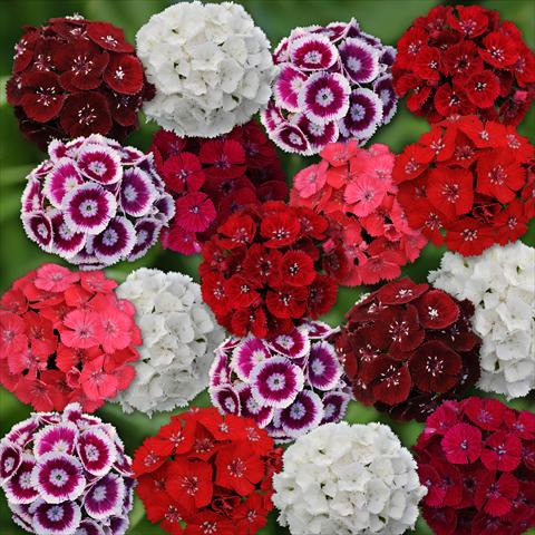 Photo de variété de fleurs à utiliser comme: Pot et Plante à massif Dianthus barbatus Sweet Mixture Improved