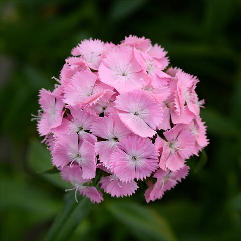 Photo de variété de fleurs à utiliser comme: Pot et Plante à massif Dianthus barbatus Sweet Pink