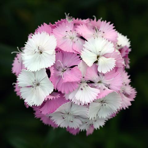 Photo de variété de fleurs à utiliser comme: Pot et Plante à massif Dianthus barbatus Sweet Pink Magic