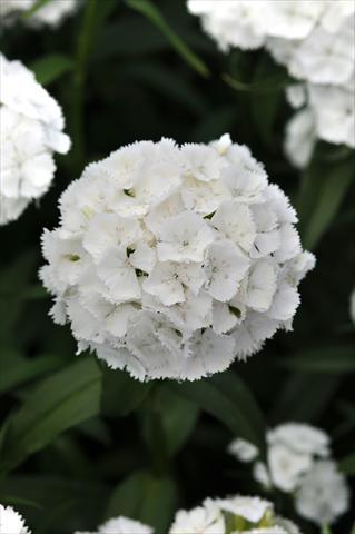 Photo de variété de fleurs à utiliser comme: Pot et Plante à massif Dianthus barbatus Sweet White Improved