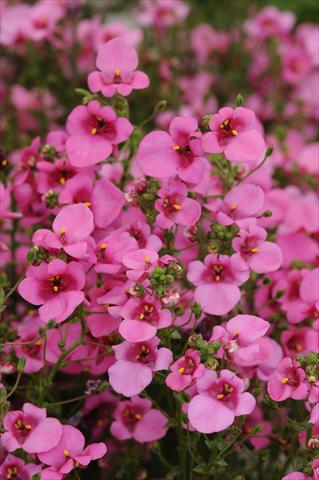 Photo de variété de fleurs à utiliser comme: Pot et Plante à massif Diascia barberae Experimental Dark Pink Shades