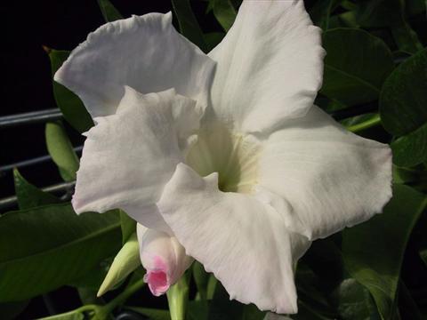 Photo de variété de fleurs à utiliser comme: Suspension / pot Dipladenia (Mandevilla) White Velvet