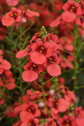 Photo de variété de fleurs à utiliser comme: Pot et Plante à massif Diascia barberae Experimental Red