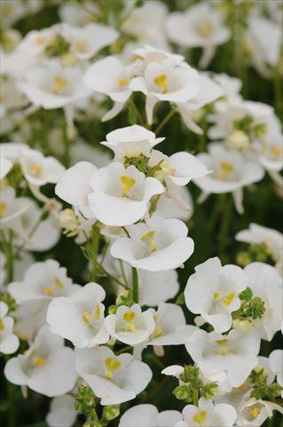 Photo de variété de fleurs à utiliser comme: Pot et Plante à massif Diascia barberae Experimental White