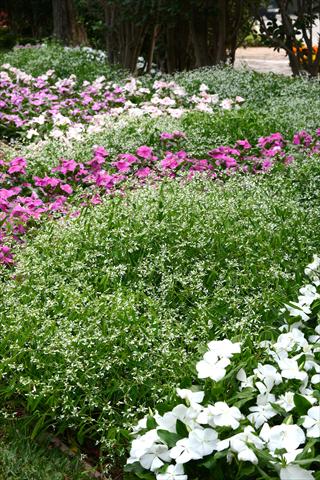Photo de variété de fleurs à utiliser comme: Pot et Plante à massif Euphorbia graminea Mixed Landscape Santa Paula