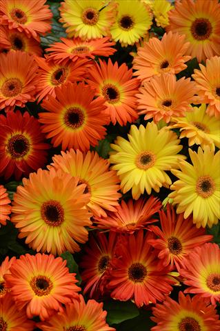 Photo de variété de fleurs à utiliser comme: Pot et Plante à massif Gerbera jamesonii Revolution Bicolor Orange Yellow
