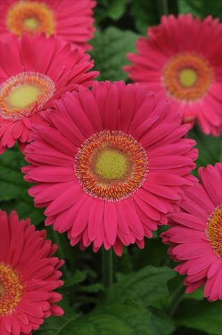 Photo de variété de fleurs à utiliser comme: Pot et Plante à massif Gerbera jamesonii Revolution Bright Rose Light Eye