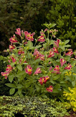 Photo de variété de fleurs à utiliser comme: Plante à massif/ plante de bordure Alstroemeria Inca® Obsession