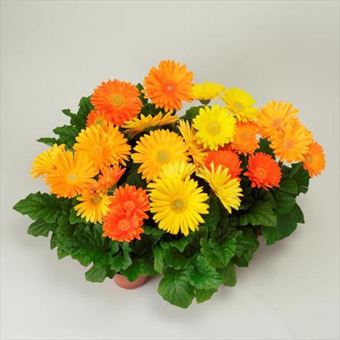 Photo de variété de fleurs à utiliser comme: Pot et Plante à massif Gerbera jamesonii Revolution Harvest Brights