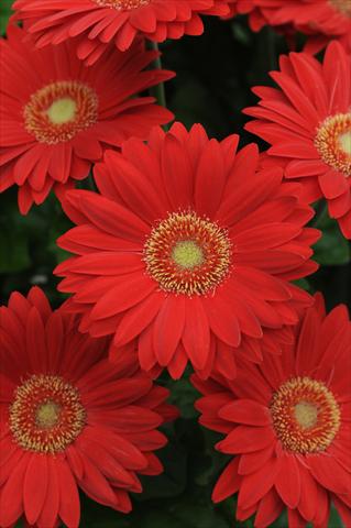 Photo de variété de fleurs à utiliser comme: Pot et Plante à massif Gerbera jamesonii Revolution Red Light Eye