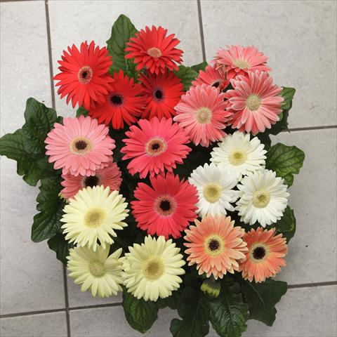 Photo de variété de fleurs à utiliser comme: Pot et Plante à massif Gerbera jamesonii Revolution Spring Pastels Improved