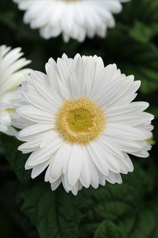 Photo de variété de fleurs à utiliser comme: Pot et Plante à massif Gerbera jamesonii Revolution White Light Eye