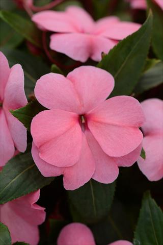 Photo de variété de fleurs à utiliser comme: Pot et Plante à massif Impatiens hawkerii Divine Pink Improved