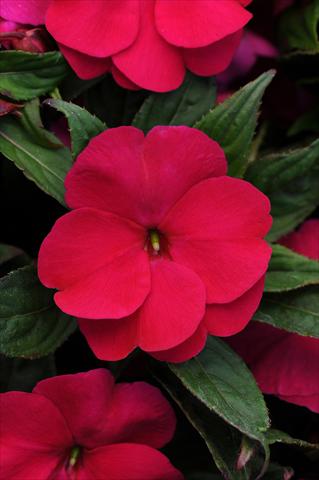 Photo de variété de fleurs à utiliser comme: Pot et Plante à massif Impatiens hawkerii Divine Violet Improved