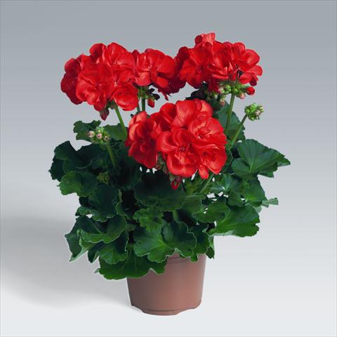 Photo de variété de fleurs à utiliser comme: Suspension / pot Pelargonium zonale pac® Antony
